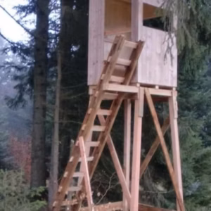 Waldkanzel Fichte